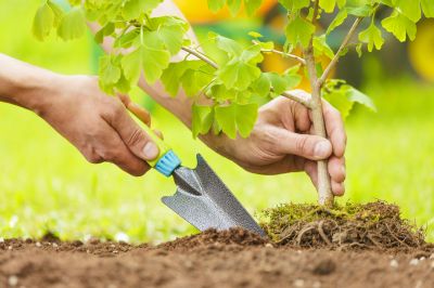 Dogwood Tree Planting in Ventura County, CA