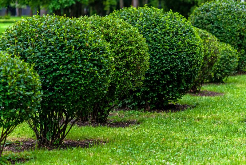 Pruned Shrubs and Trees
