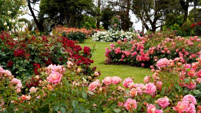 Take Care of Flowers!
